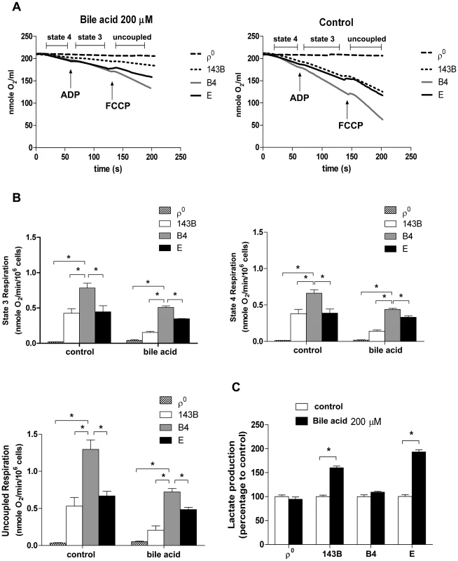 Effects of bile acid on OXPHOS and glycolysis in cybrid B4, cybrid E, parental 143B and ρ<sup>0</sup> cell.