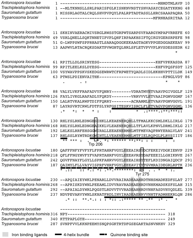 Alignment of <i>A. locustae, T. hominis</i>, <i>S. guttatum</i> and <i>T. brucei</i> AOX sequences.