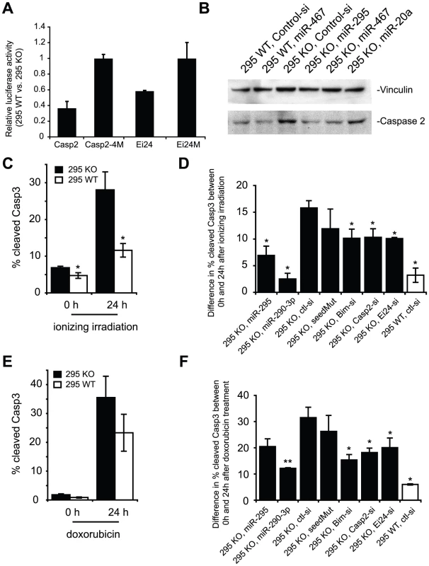 Loss of the mir-295 cluster derepresses Casp 2 and Ei24 3' UTRs and enhances sensitivity to DNA damaging agents.