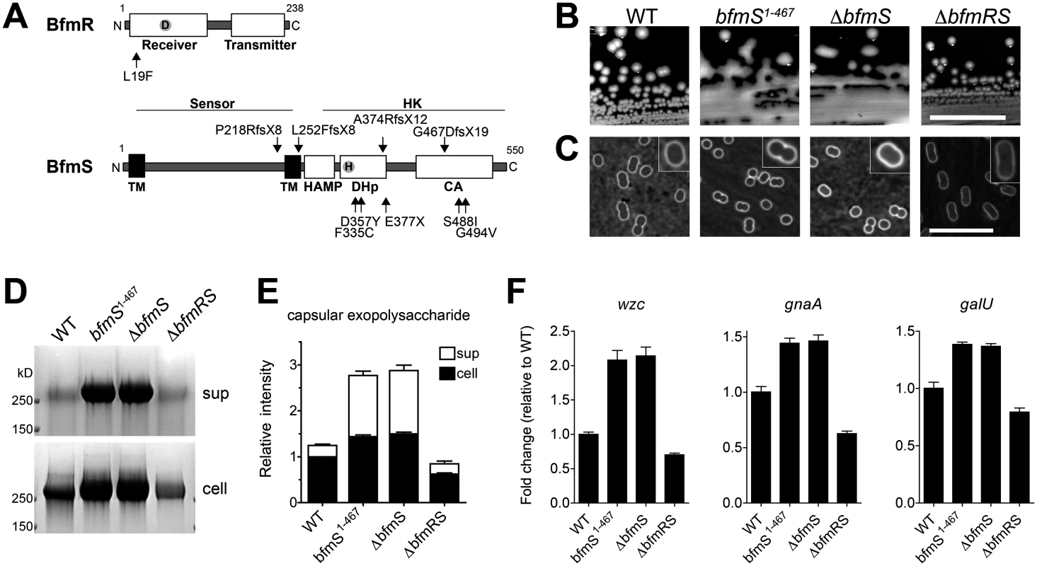 The <i>A</i>. <i>baumannii</i> BfmRS TCS controls capsule hyperproduction.