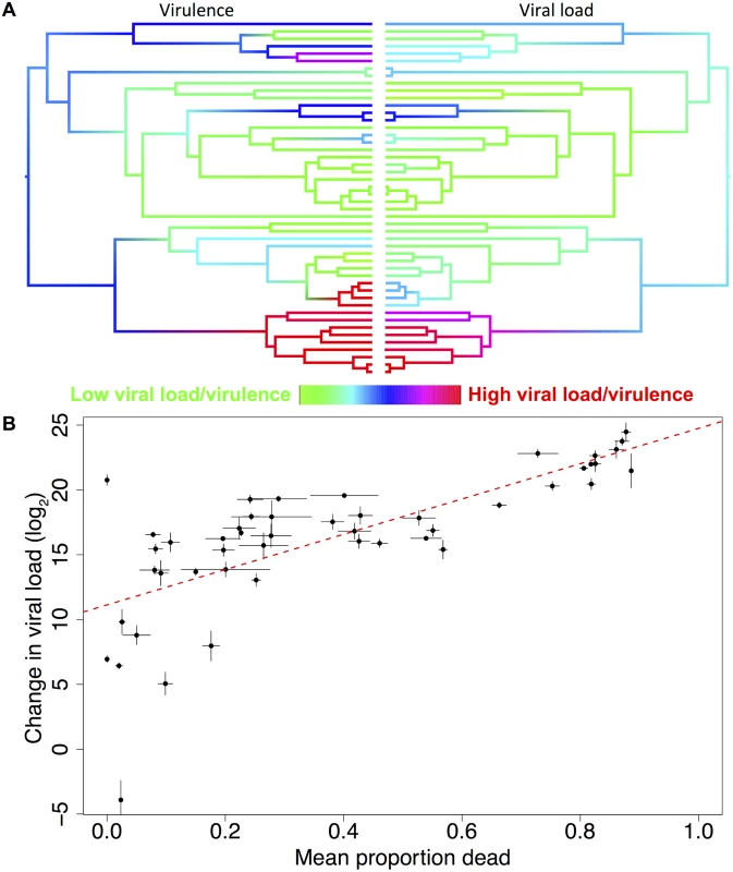 Correlation between viral load and virulence.