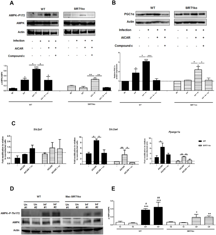 AMPK acts downstream SIRT1 in <i>Leishmania</i>-infected macrophages.