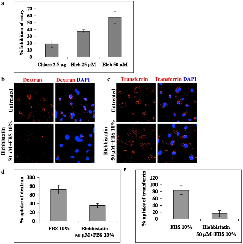 Blebbistatin inhibits macropinocytosis of KSHV.