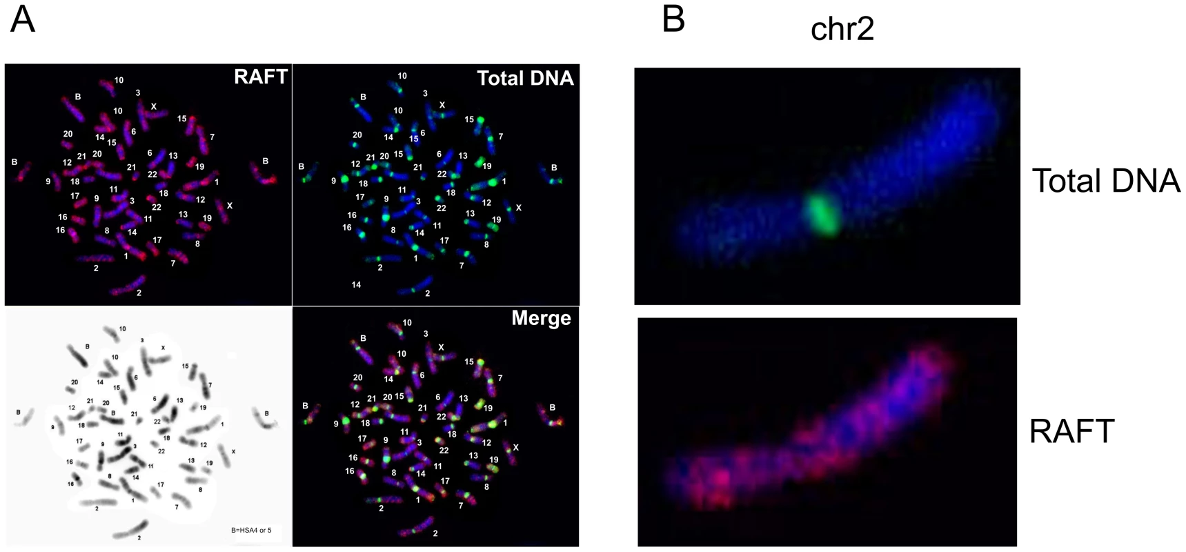 Fluorescent <i>in situ</i> hybridization of the RAFT probe.