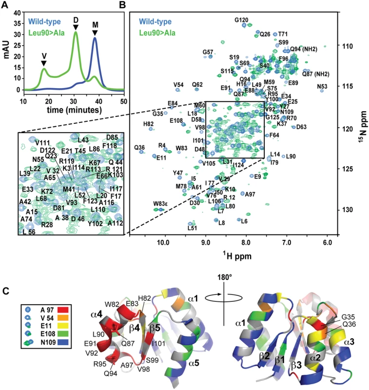 SEC and NMR analysis of wild-type RitR<sub>ALR</sub> and the RitR<sub>ALR</sub> Leu90>Ala mutant proteins.