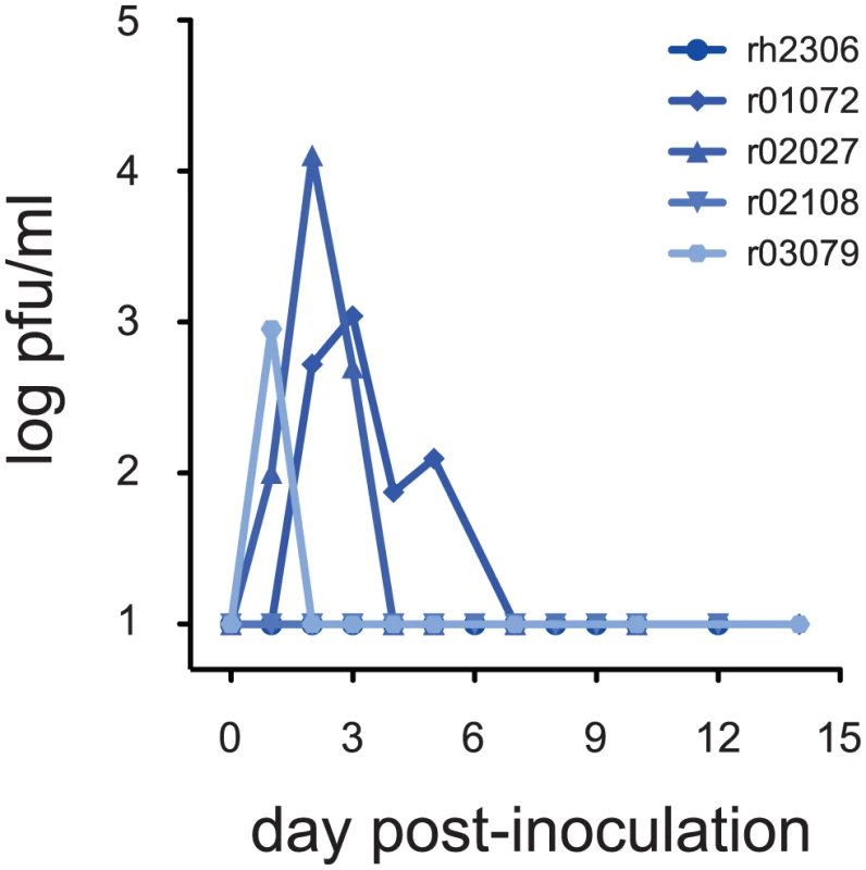 A seasonal human influenza virus replicates in rhesus macaques.