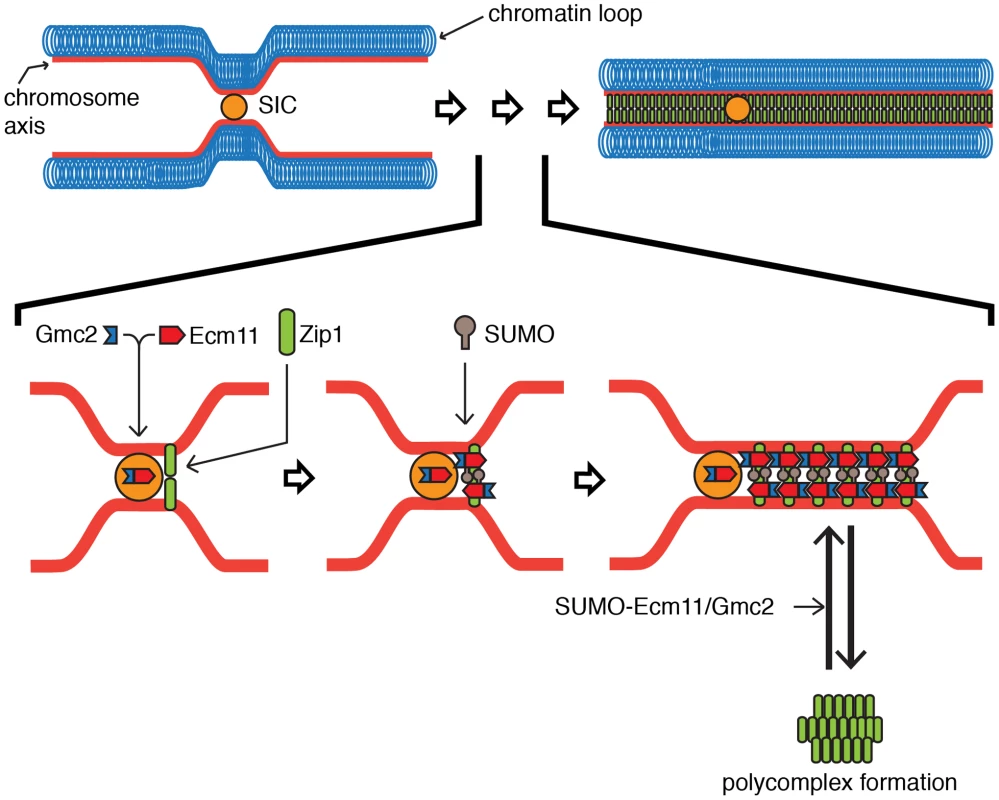 Proposed model for the function of the Ecm11-Gmc2 complex.