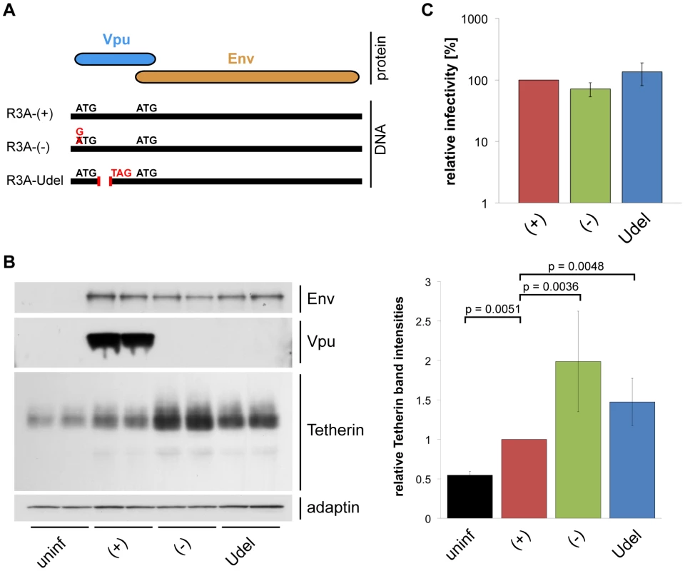 Vpu efficiently antagonises Tetherin in MDMs.