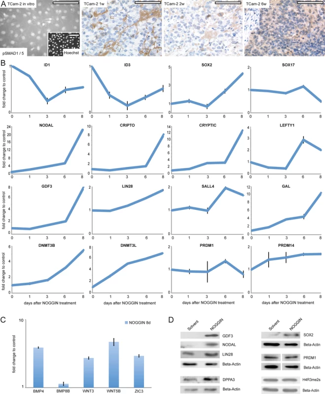 Inhibition of BMP signaling is crucial for initiation of reprogramming.