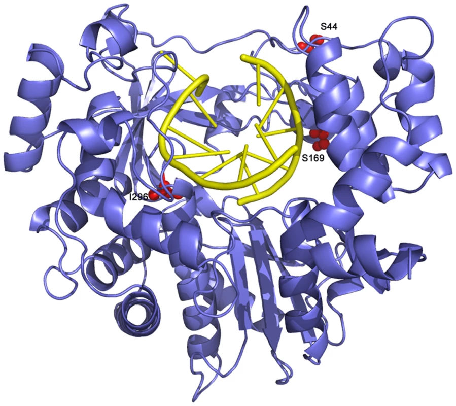 Ribbon diagram of the structure of FMDV 3D polymerase, SSI mutant, in complex with the RNA template-primer.