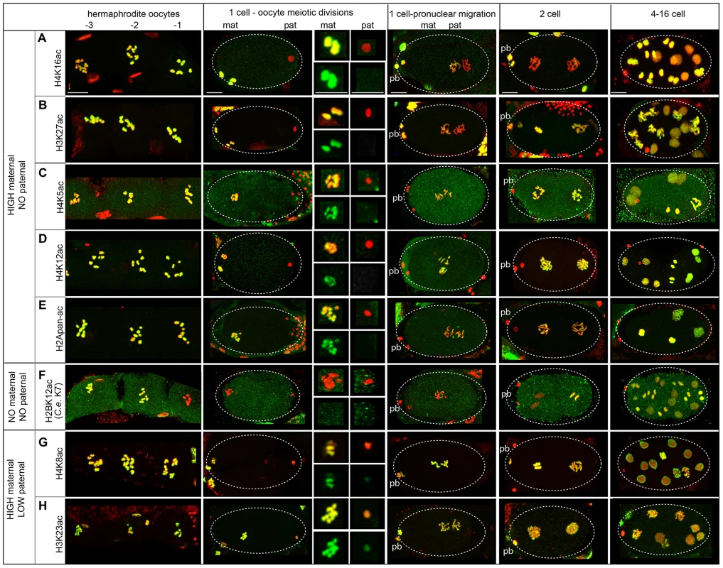 Paternal and maternal chromatin differ in acetylation status after sperm entry.