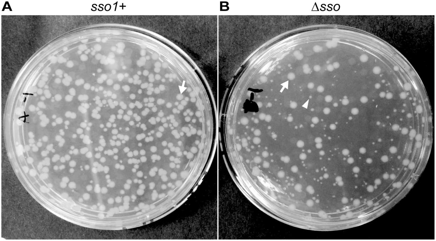 <i>sso1</i> contributes to stable acquisition of ICE<i>Bs1</i> by recipients.