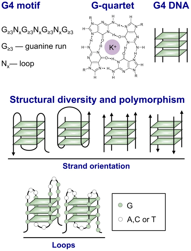 Structural variety of G4 DNA.