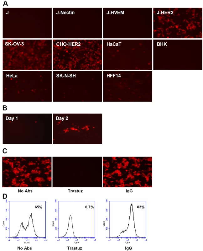 R-VG809 infects cells that express HER2, fails to infect cells <i>via</i> gD receptors, and progeny virus spreads in J-HER2 cells.