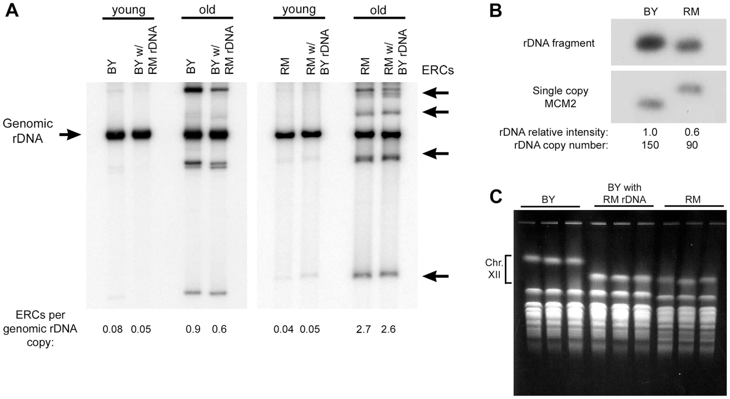 ERC abundance and rDNA copy number.