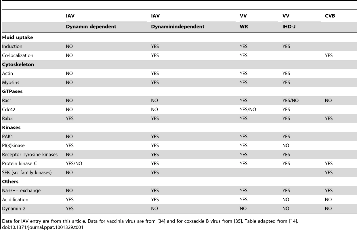 DYNA-IND entry of IAV is similar, but not identical, to macropinocytic entry of other viruses.