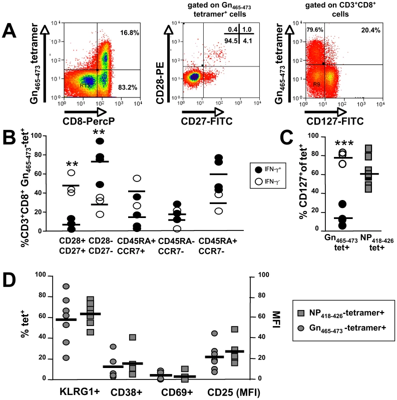 Phenotypic analysis of Gn<sub>465–473</sub>-specific subsets and comparison with (Influenza) NP<sub>418–426</sub>-specific CD8<sup>+</sup> T cells.