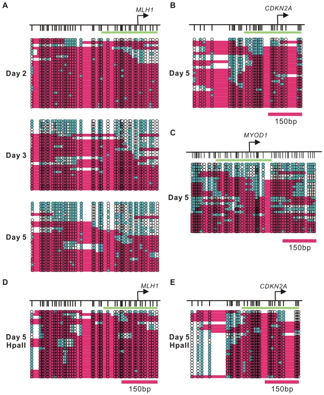 Dynamic nucleosome occupancy changes on symmetrically and asymmetrically methylated DNA duplexes after 5-Aza-CdR treatment.
