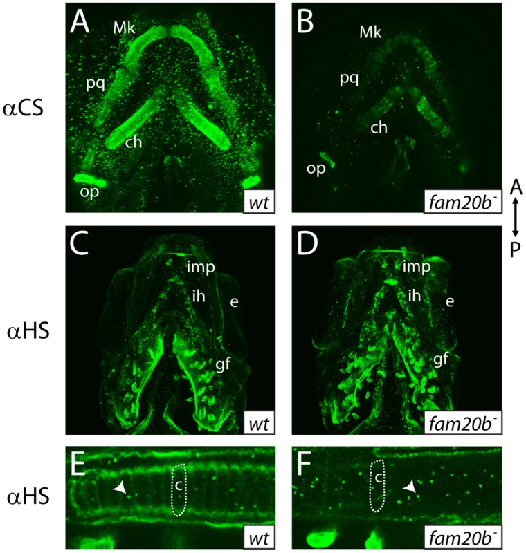 <i>fam20b</i> mutants display reduced proteoglycan immunoreactivity