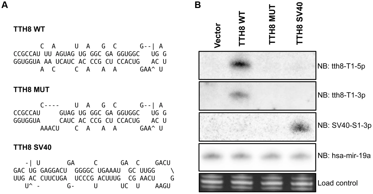 Generation of mutant and SV40 recombinant TTVs.