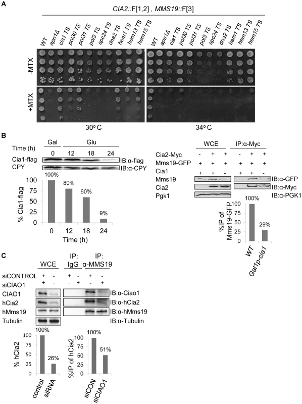 (A) Retesting of mutants for impaired growth on MTX-containing medium.