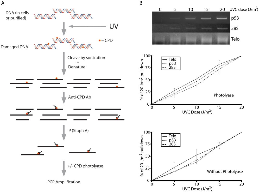 The ImmunoPrecipitation of DNA Damage technique (IPoD).