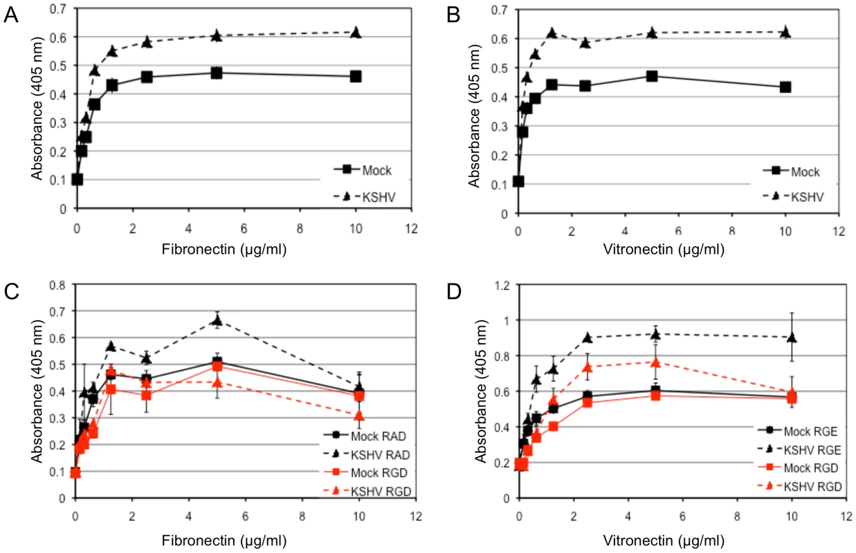 KSHV latent infection promotes adhesion to fibronectin and vitronectin in an integrin-dependent fashion.