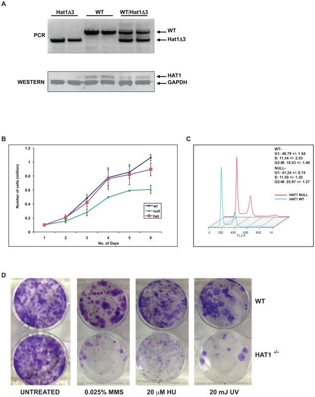 Hat1<sup>−/−</sup> MEFs display cell proliferation and DNA damage repair defects.