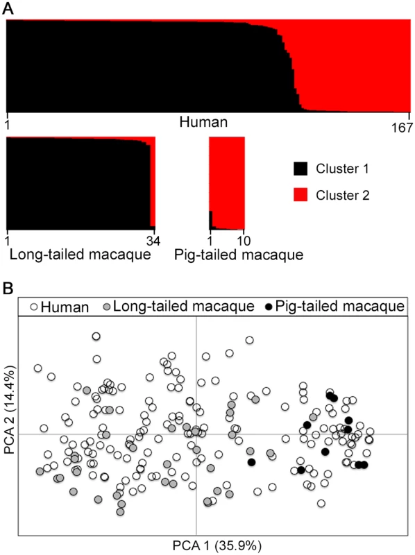 Population genetic structure of <i>P</i>. <i>knowlesi</i> from infections in three host species in Kapit.