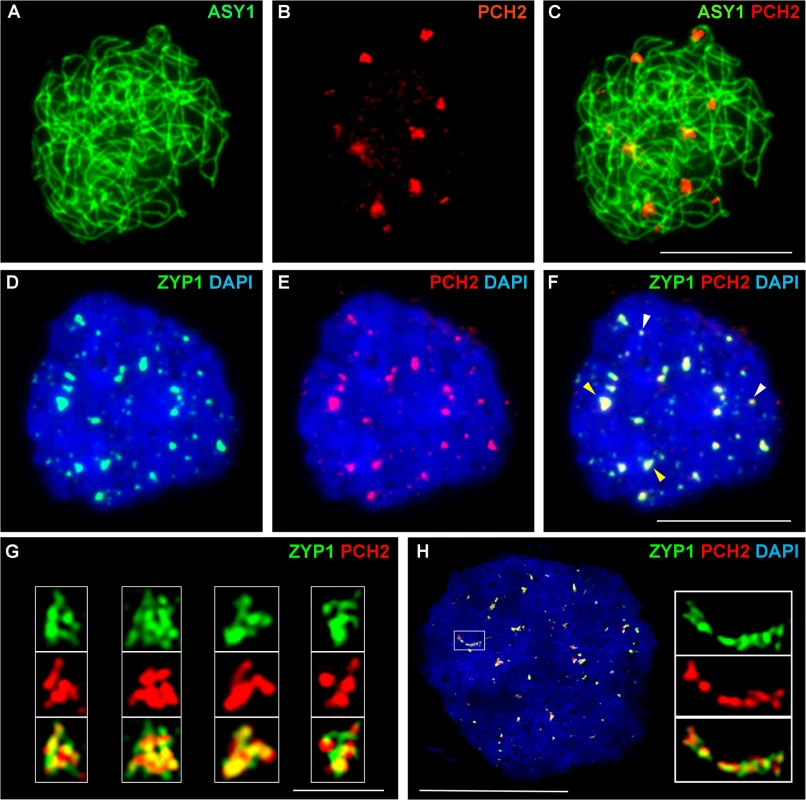 Immunolocalization of PCH2 in <i>B</i>. <i>oleracea</i> at the leptotene/zygotene transition.