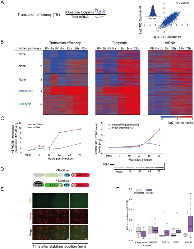 Dynamic changes in translation efficiency of cellular genes during HCMV infection.
