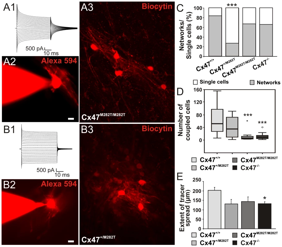 Comparison of oligodendrocytic coupling in the corpus callosum of postnatal 10- to 15-day-old <i>Cx47<sup>+/M282T</sup></i>, <i>Cx47<sup>M282T/M282T</sup></i>, and <i>Cx47<sup>−/−</sup></i> compared to <i>Cx47<sup>+/+</sup></i> mice<em class="ref">[<b>23</b>]</em>.