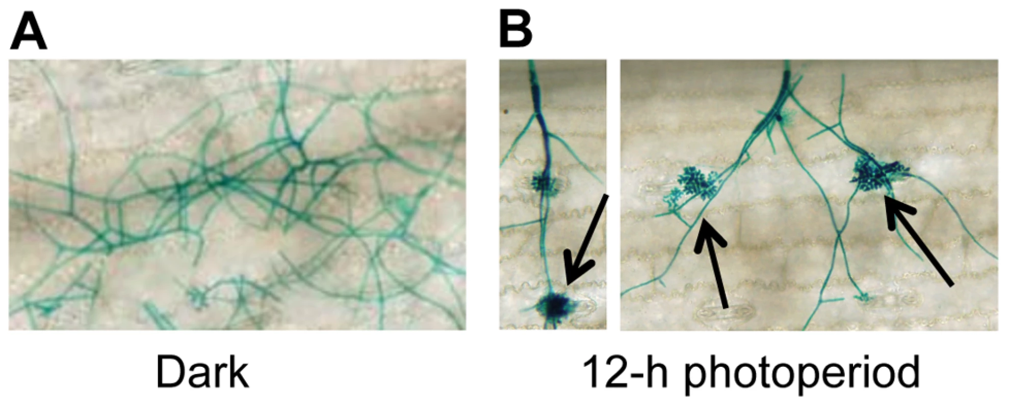 <i>C. zeae-maydis</i> requires light to form appressoria and infect maize.