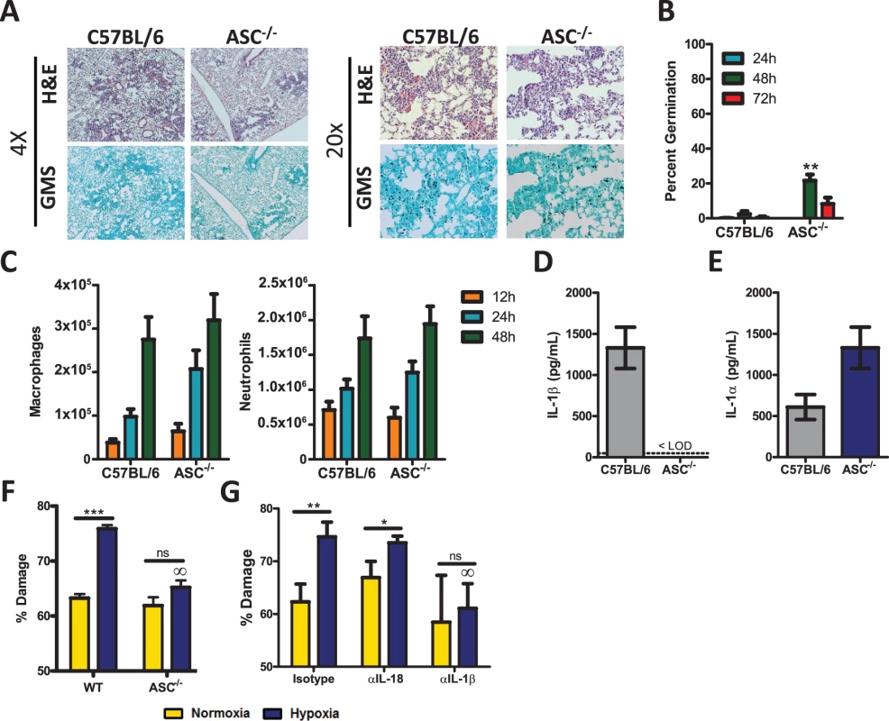 <i>Pycard</i>-deficient mice are mildly susceptible to <i>A. fumigatus</i> infection.