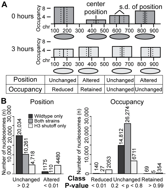 A subset of nucleosomes demonstrate behaviors specific to H3 depletion.