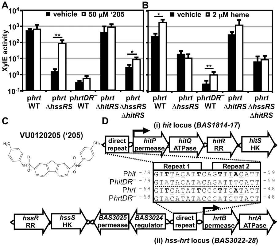‘205 activates the <i>hrt</i> promoter through HitRS in a manner that requires the direct repeat.