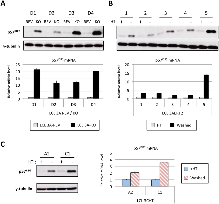 EBNA3A and EBNA3C regulate p57<sup>KIP2</sup> expression.