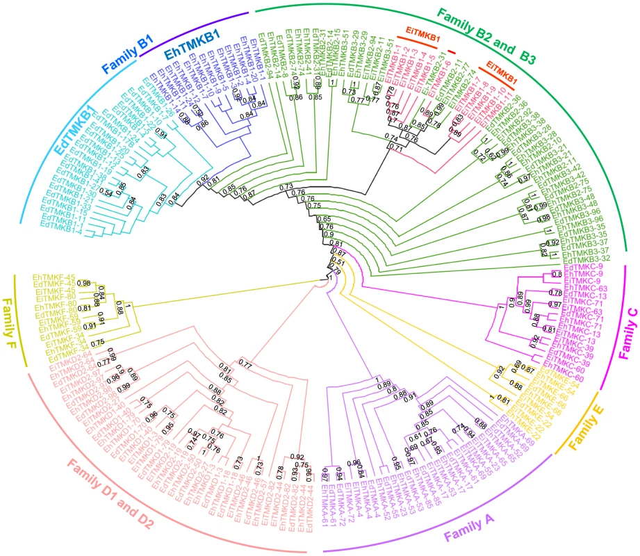 Phylogenetic analysis of <i>Entamoeba</i> transmembrane kinases based on sequence of kinase domain.