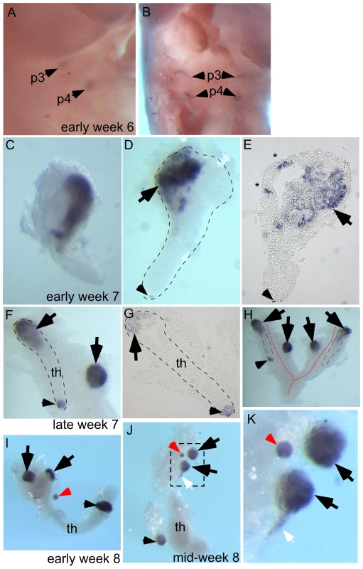Ectopic parathyroids are present from week 7 in the human embryo.