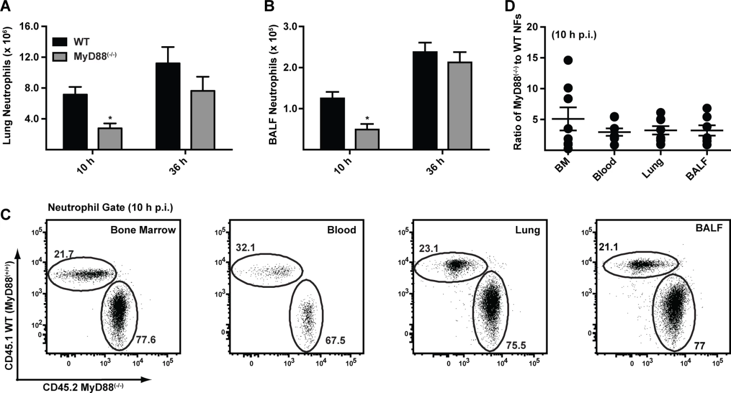 MyD88 mediates the first stage of neutrophil recruitment to the lung.