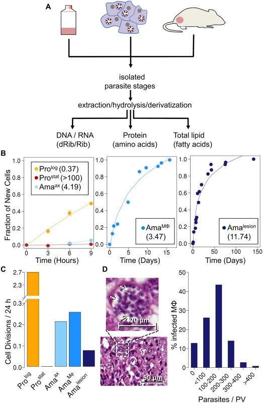 Stage-specific changes in <i>Leishmania</i> growth rates.