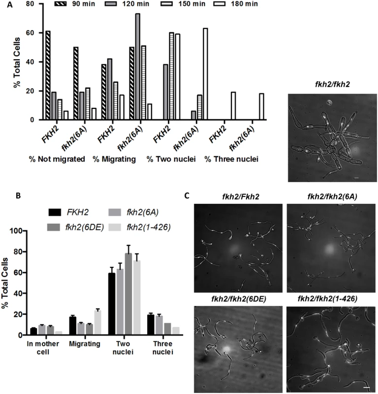 The effect of C-terminal deletion or phosphosite mutations on cell cycle progress during hyphal growth.