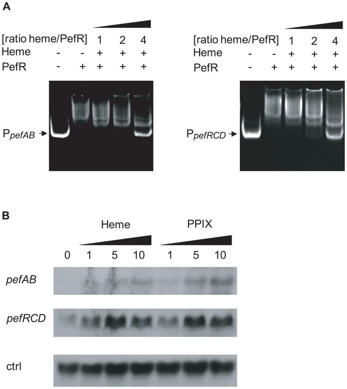 PefR is a heme- and PPIX-modulated repressor of <i>pefAB</i> and <i>pefRCD</i> loci.