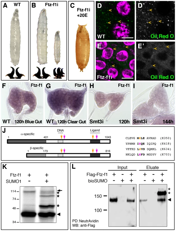 Ftz-f1 is required for pupariation and lipid uptake and is modified by SUMOylation <i>in vivo</i> and <i>in vitro</i>.
