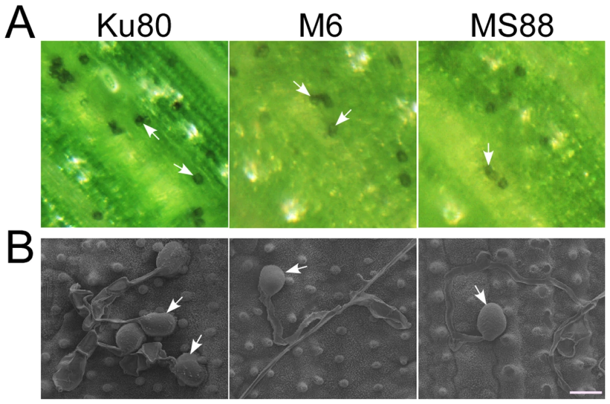 Appressorium formation assays with intact rice leaves.