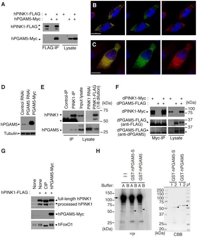 PGAM5 associates with PINK1 at mitochondria.