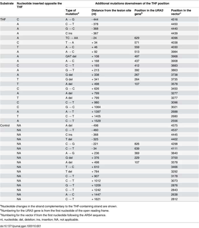 Mutations found in THF bypass products and in the control plasmids.