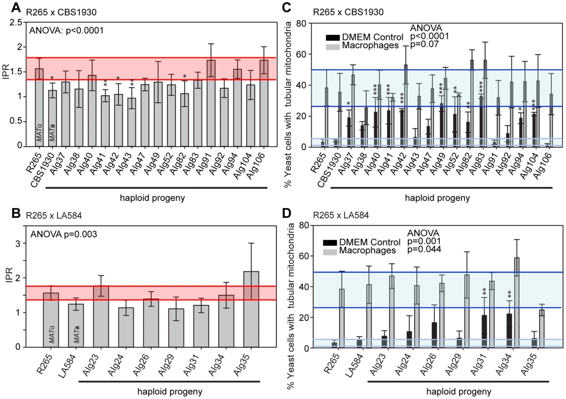 Macrophage interaction of progeny from ingroup crosses CBS1930 x R265 and LA584 x R265.