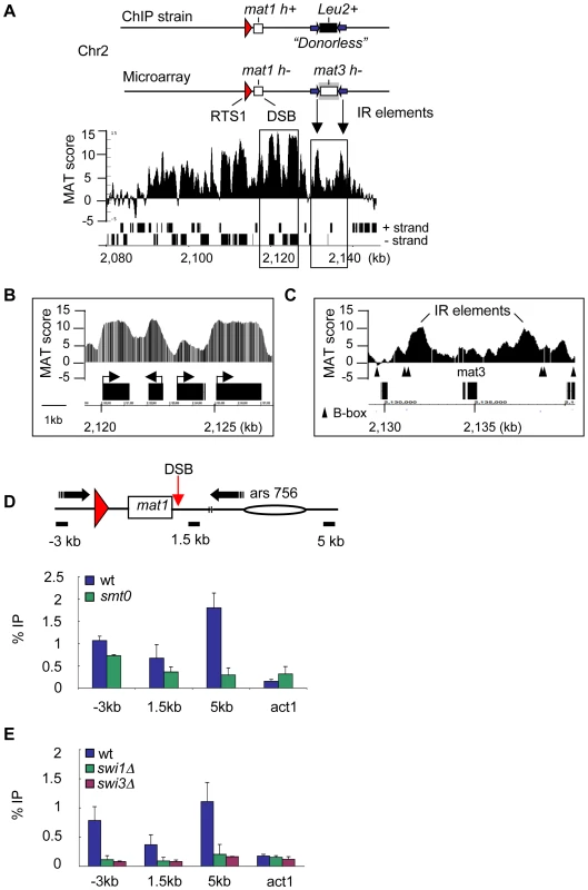 The RTS1 fork barrier at the MT locus triggers γH2A formation.