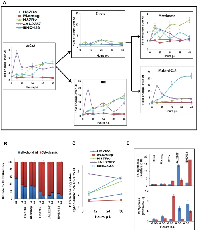 Citrate cataplerosis mediates <i>de novo</i> lipid synthesis in virMtb infected macrophages.